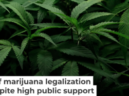 Cannabis plants are seen at Harborside Oakland Dispensary on Aug. 11, 2025, in Oakland, Calif. Justin Sullivan/Getty Images